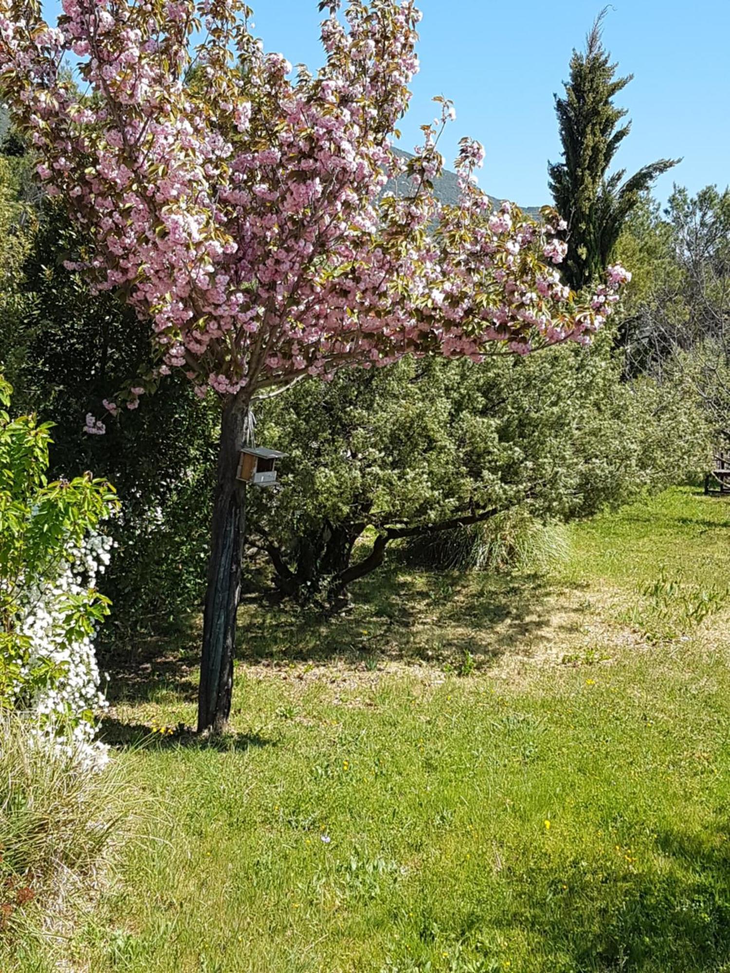 Lou Pic Au Loup Gites De Charme Cazevieille Buitenkant foto